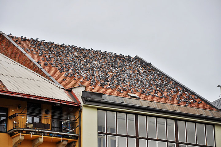 A2B Pest Control are able to install spikes to deter birds from roofs in Chandlers Ford. 