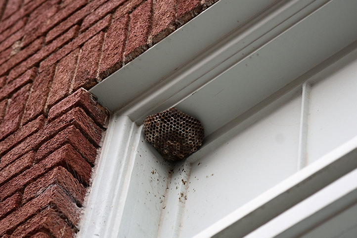 We provide a wasp nest removal service for domestic and commercial properties in Chandlers Ford.
